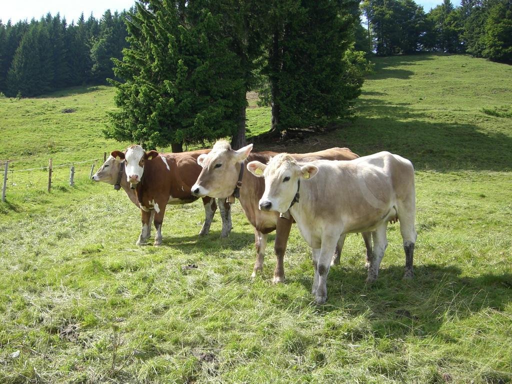 Hotel Allgaeuer Hof Oberstaufen Luaran gambar